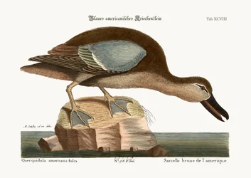 Le Sarcelle à ailes bleues, 1749-73